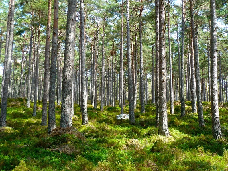 Forest Landscape